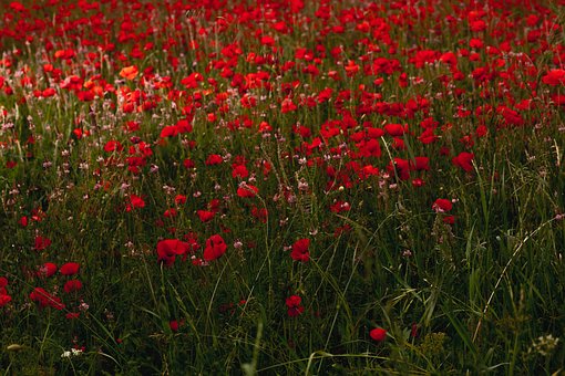 Free Flowers Nature photo and picture