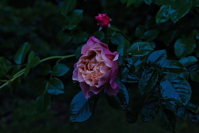 Free Flower Nature photo and picture