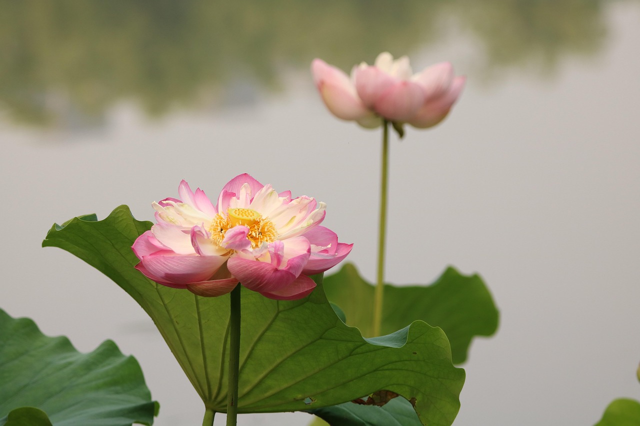 https://cdn.pixabay.com/photo/2022/06/22/00/10/lotus-7276695_1280.jpg