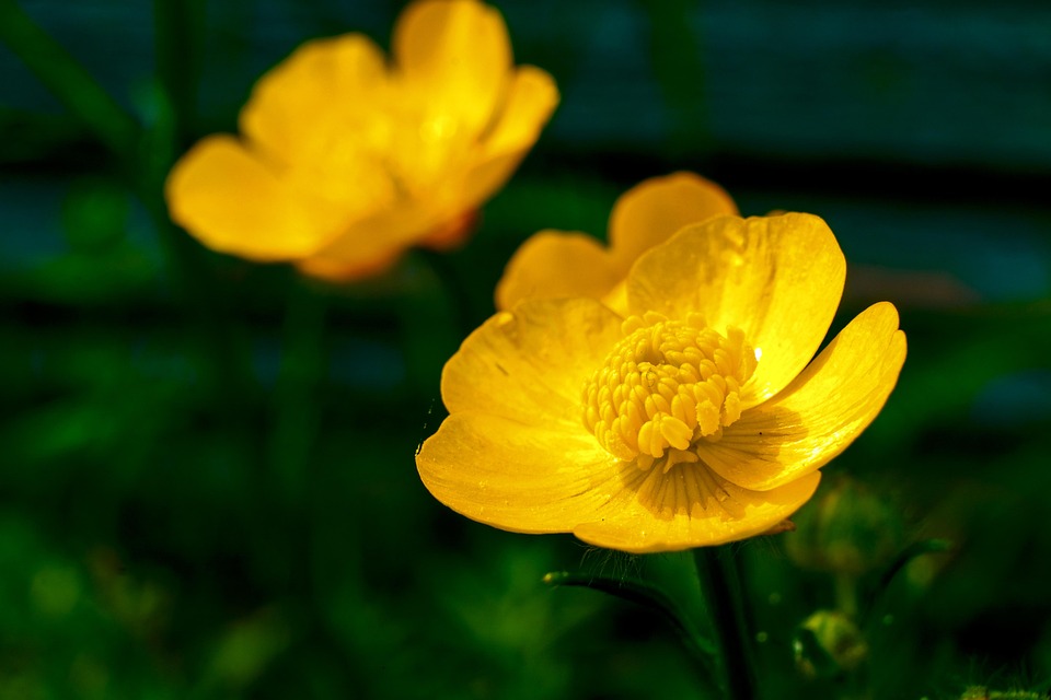 Free photos of Flower