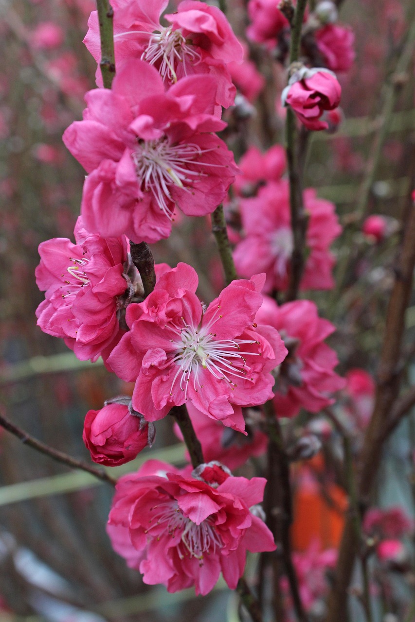 Cherry Blossom Flowers Free photo on Pixabay Pixabay