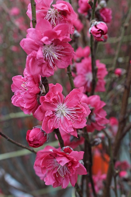 Kirschblüte, Blumen, Schöne Blumen