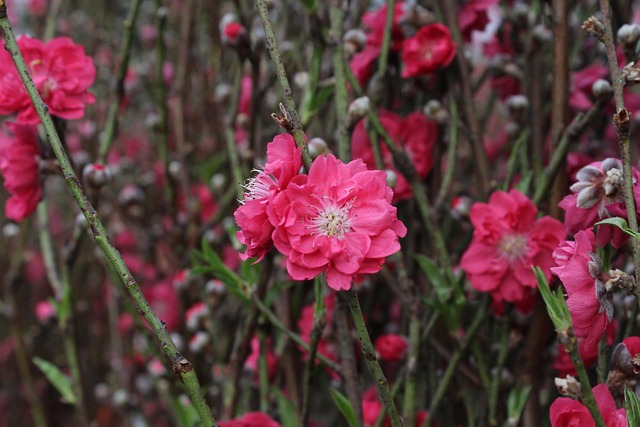 Blüte, Wachstum, Chinesisches Neujahr