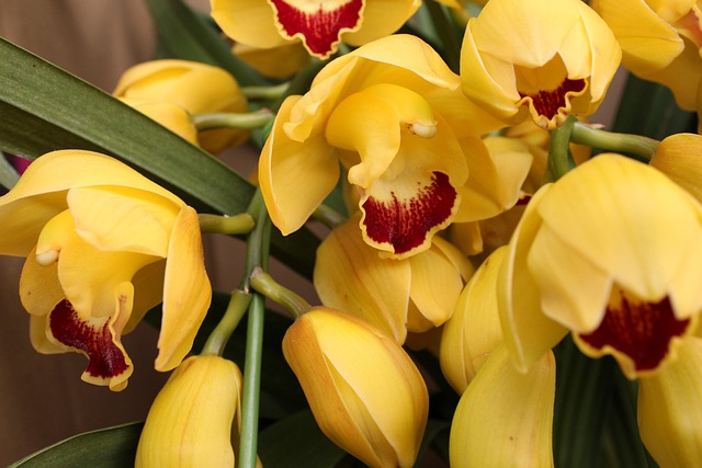 Blumen, Blütenblätter, Gelbe Orchidee