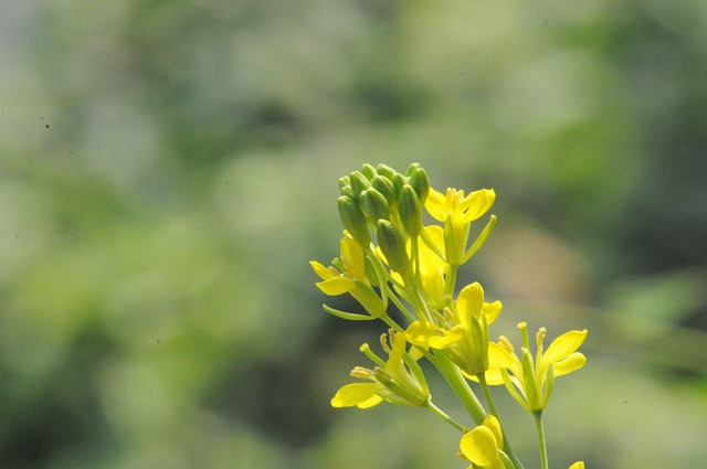 Free Nature Flowers photo and picture