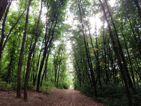 Free Forest Road photo and picture