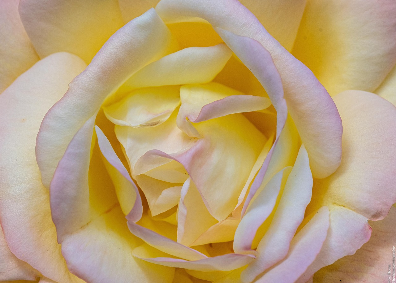 Fleur Roe Fleur Rose Flore - Photo gratuite sur Pixabay - Pixabay