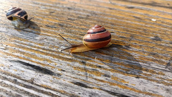Free Helix Pomatia Snail photo and picture