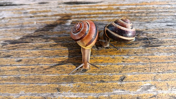 Free Helix Pomatia Snail photo and picture