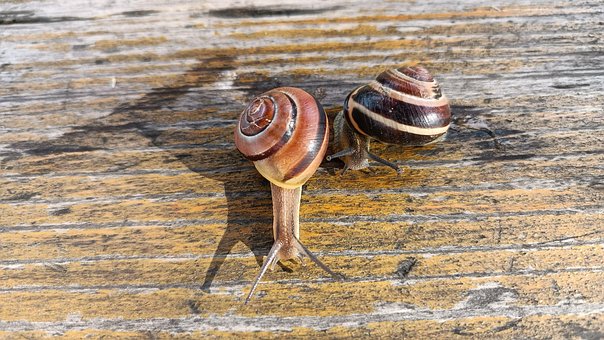 Free Snail Mollusk photo and picture