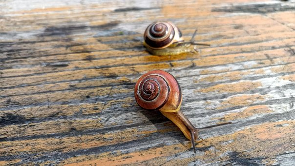 Free Snail Mollusk photo and picture