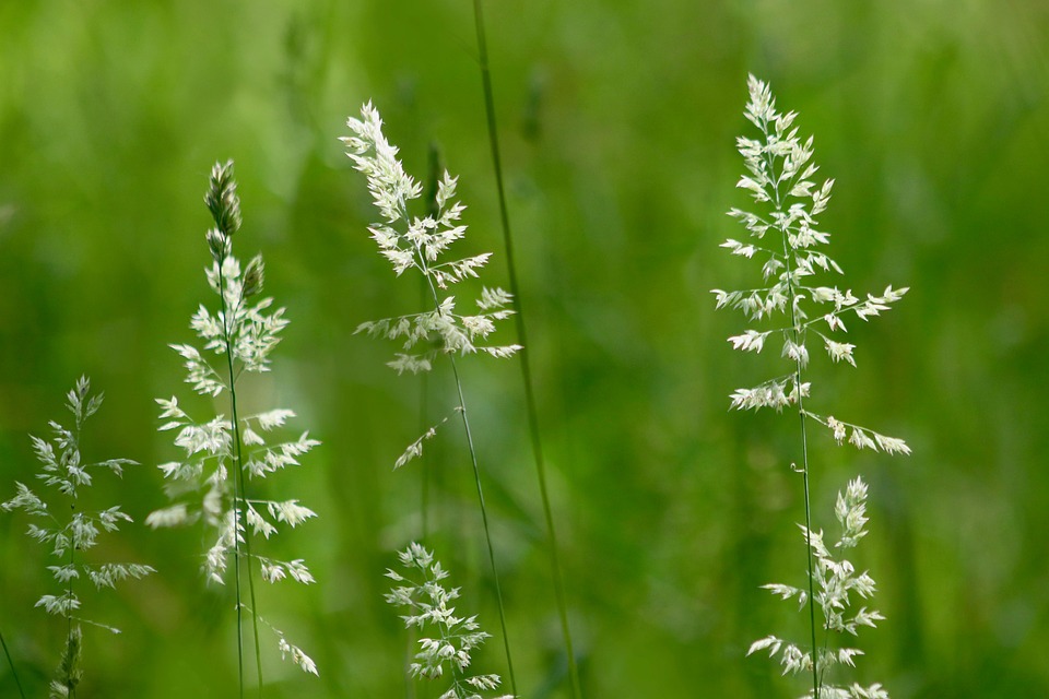 grasses-7277646_960_720.jpg
