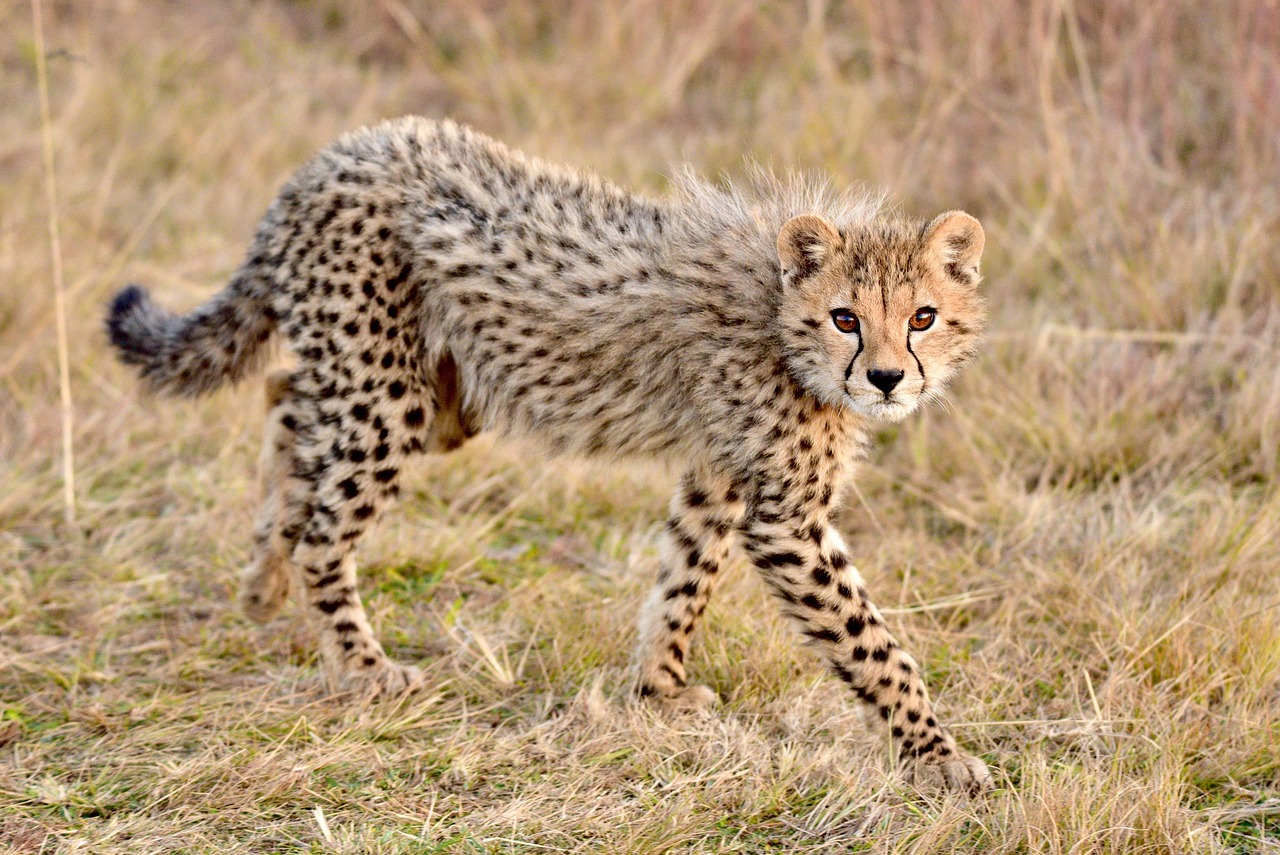 Cheetah Animal Nature Free Photo On Pixabay