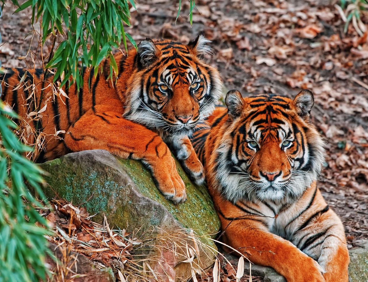 Tigres De Sumatra Foto Gratis En Pixabay Pixabay