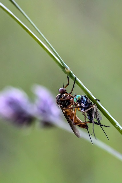 Mosca Predatora Inseto Mosca Predadora Entomologia - Foto gratuita no Pixabay - Pixabay