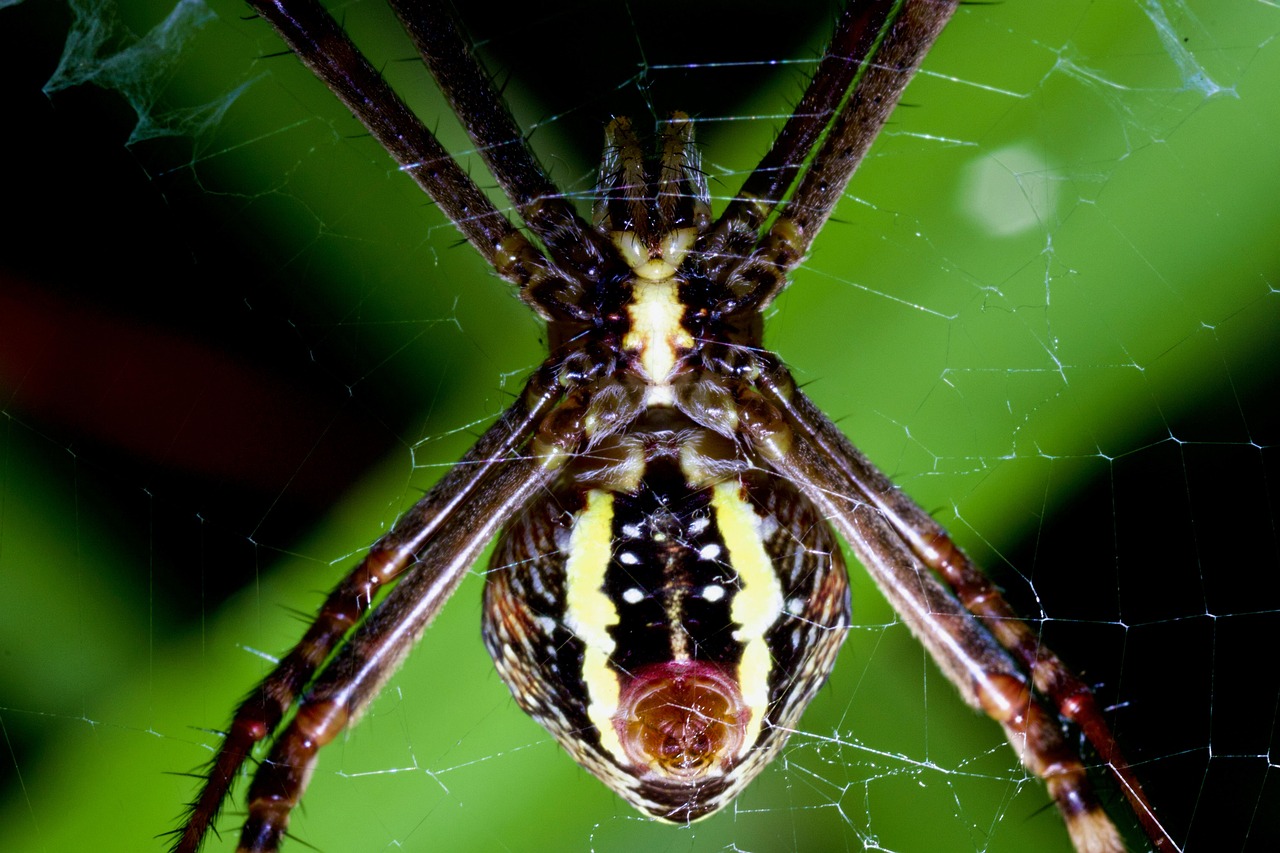 https://cdn.pixabay.com/photo/2022/06/22/14/09/insect-7278001_1280.jpg