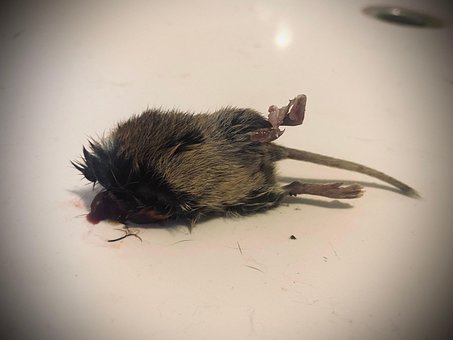 Free Dead Mouse photo and picture