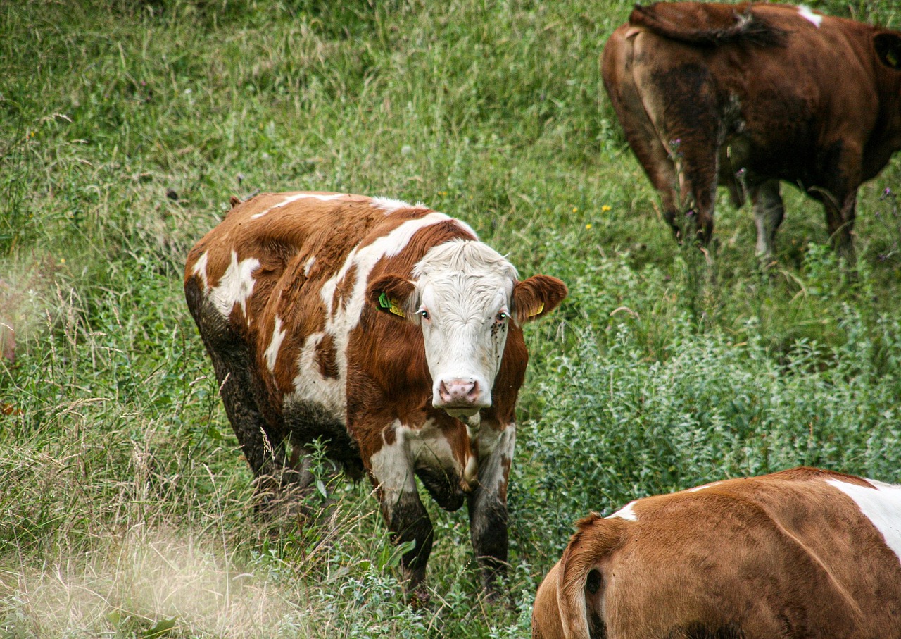 Animal - free online jigsaw puzzle photo