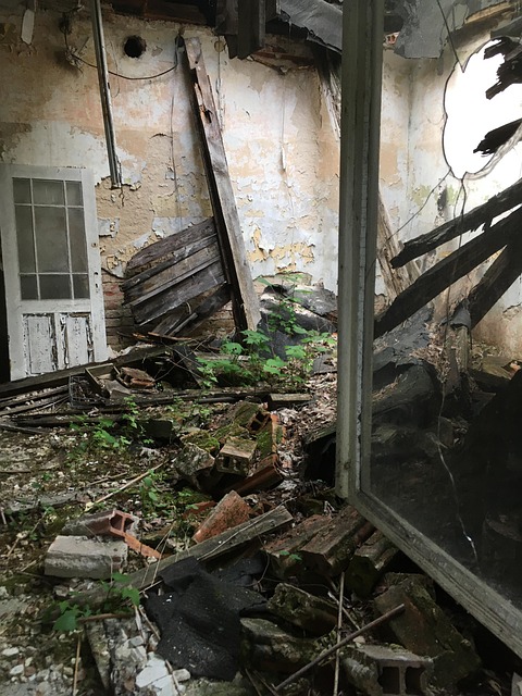 Free Ruins Plant photo and picture