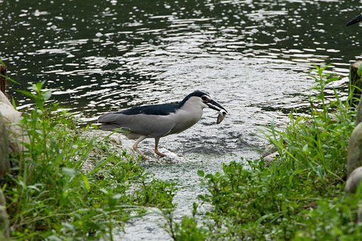 Pájaro, Ornitología, Especies, Fauna