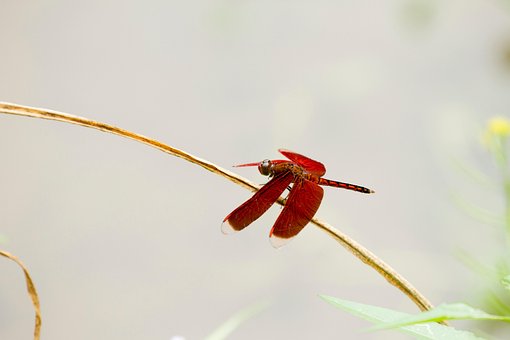 Insecto, Entomología, Libélula
