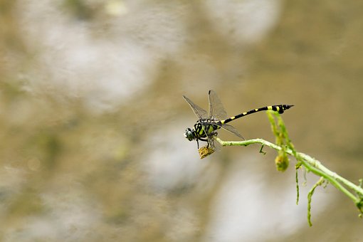 Insecto, Libélula, Entomología, Macro