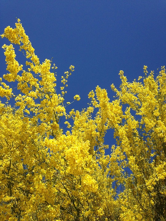 Palo Verde Spring Flowers Tree Free photo on Pixabay Pixabay