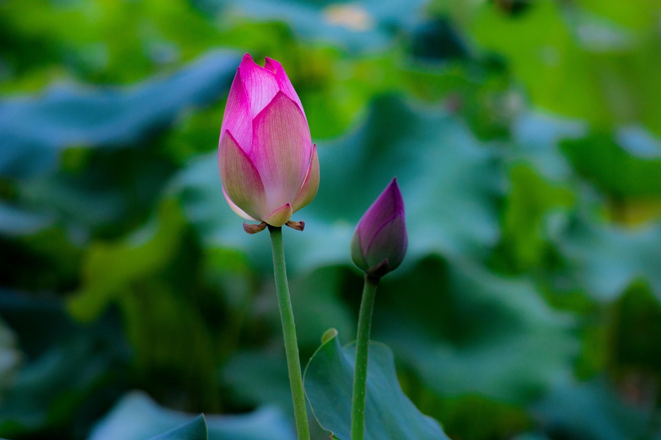 莲花芽花 Pixabay上的免费照片