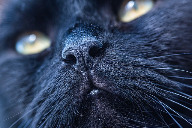 Gato, Preto, Focinho, Animal