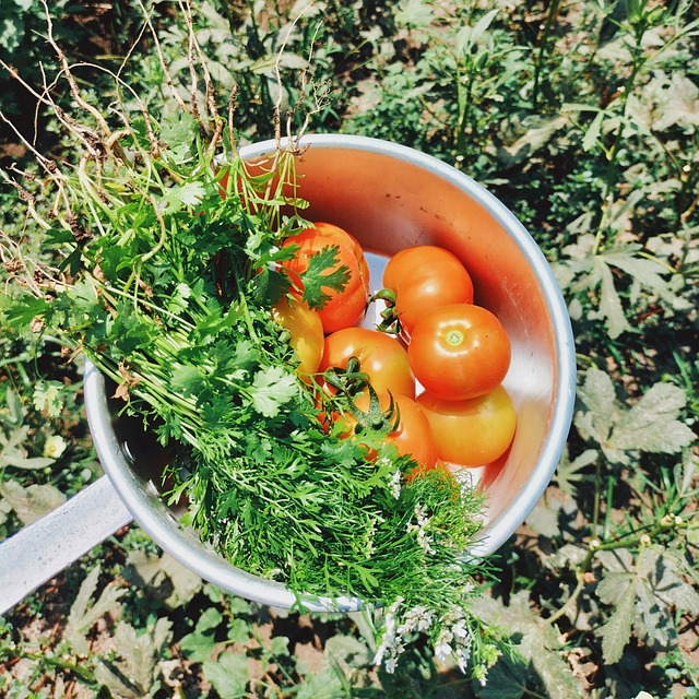 Technical Agriculture Tomato Red Free photo on Pixabay Pixabay