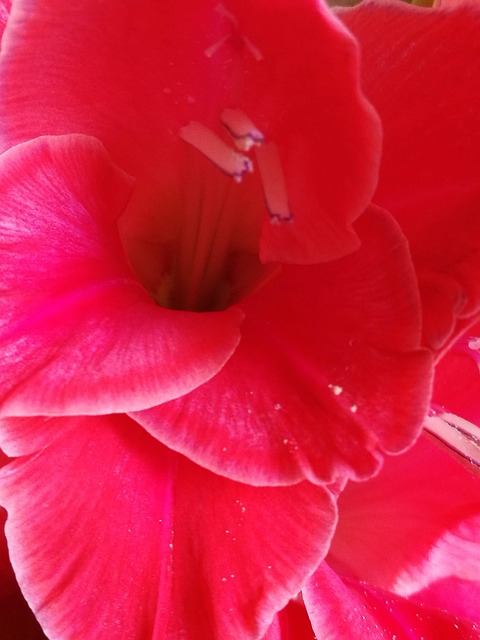 Free Gladiolus Flora photo and picture
