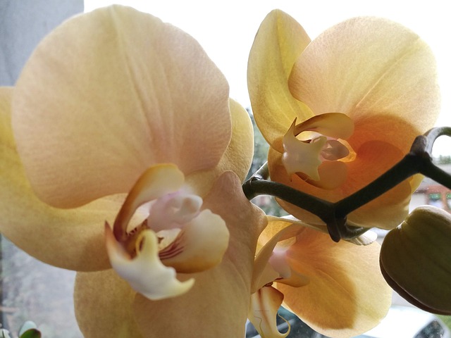 Free Orchid Flower photo and picture