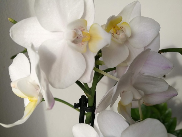 Free Orchid Flower photo and picture