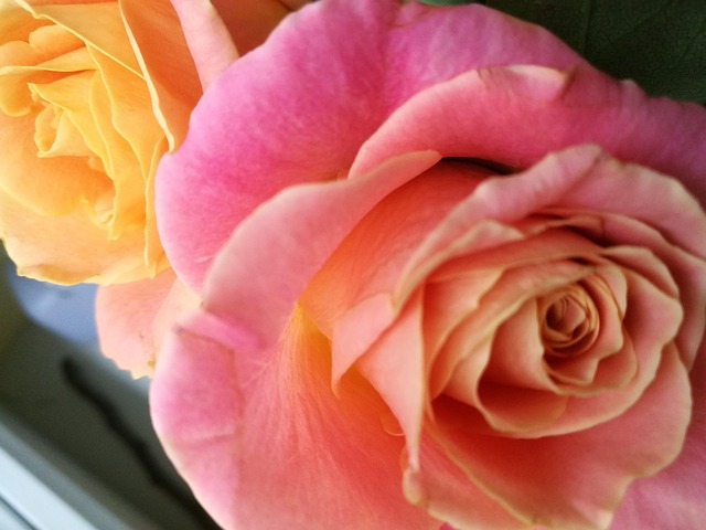 Free Rose Yellow photo and picture