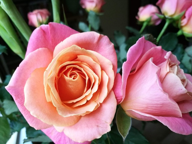 Free Rose Roses photo and picture