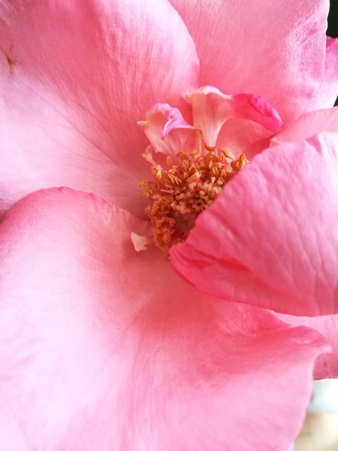 Free Rose Pink photo and picture