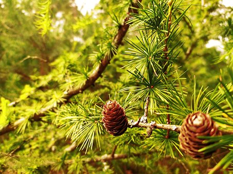 Free Forest Green photo and picture