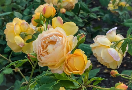 Rosen, Rose, Gelbe Rosen, Blumen, Blume