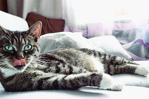 Free Animal Cat photo and picture