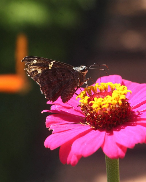 Free Butterfly Zinnia photo and picture