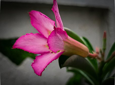Blume, Natur, Wald, Blüte, Botanik