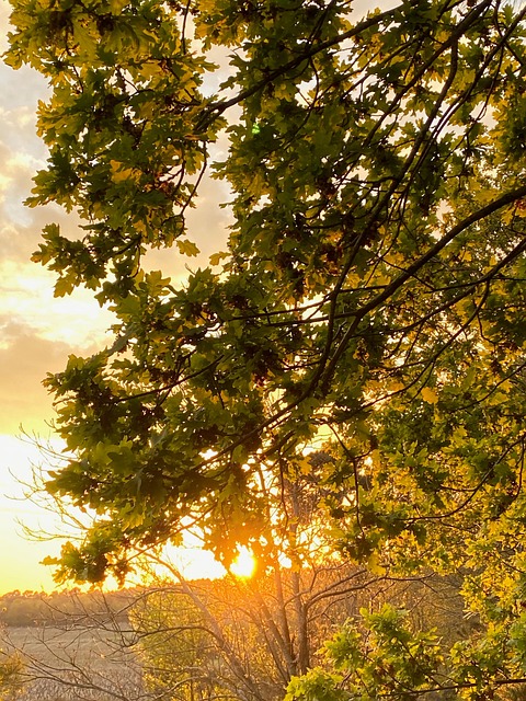 Sol, Paisagem, Natureza, Árvore, Céu