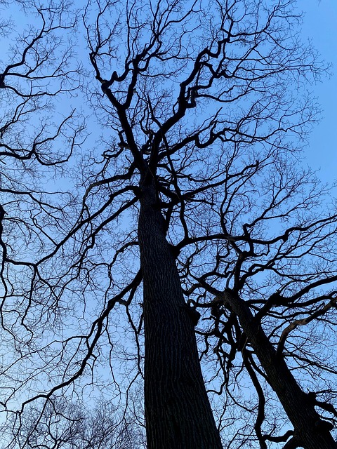 Árvore, Céu, Paisagem, Natureza