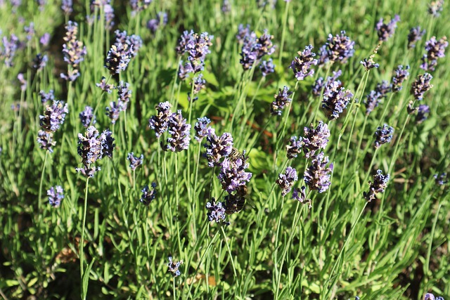 Free Lavender Flowers photo and picture