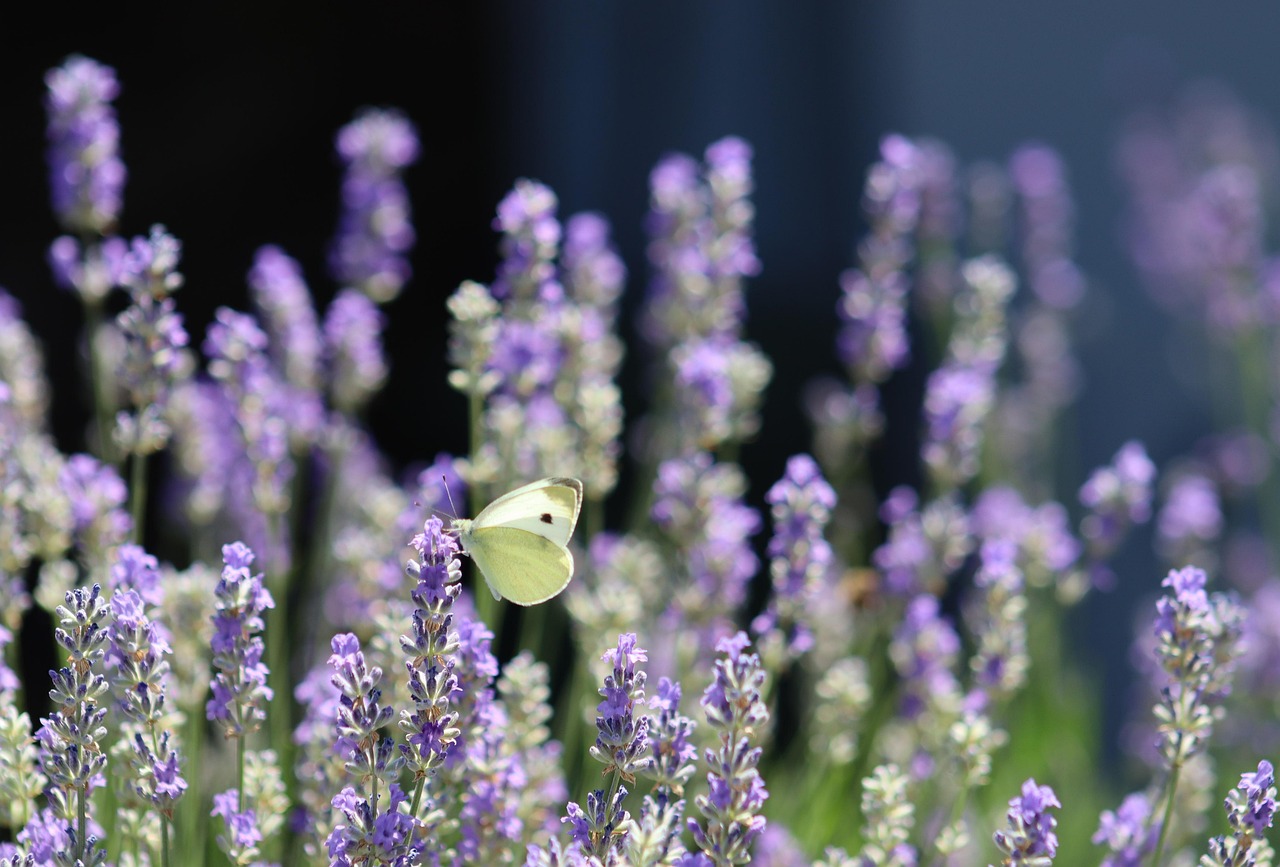 https://cdn.pixabay.com/photo/2022/06/23/18/23/butterfly-7280367_1280.jpg
