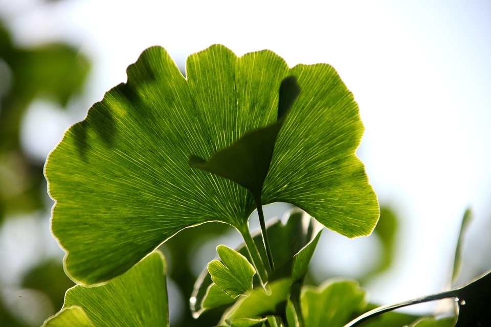Gingko Leaf Example Leaf Tree Gingko - Free photo on Pixabay - Pixabay