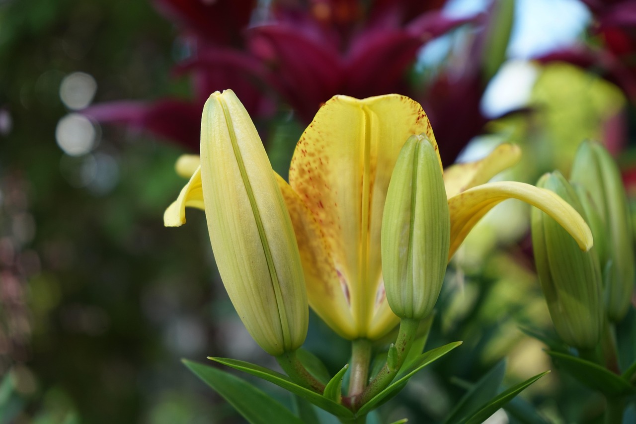 Lilies Flowers Garden Free photo on Pixabay Pixabay