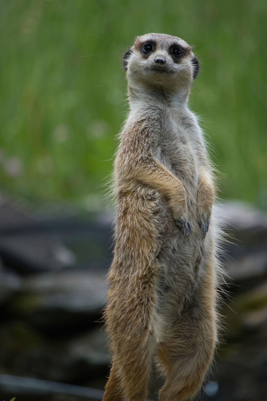 1 000 Free Meerkat Animal Meerkat Images Pixabay