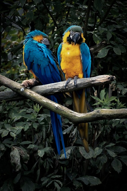 Vogel, Papagei, Vogelkunde, Spezies