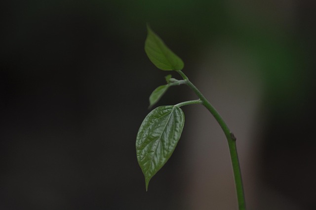 Free Leaf Green photo and picture